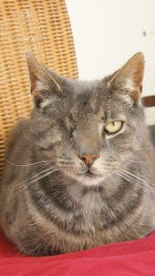 Tupac: een kat met kwaliteiten