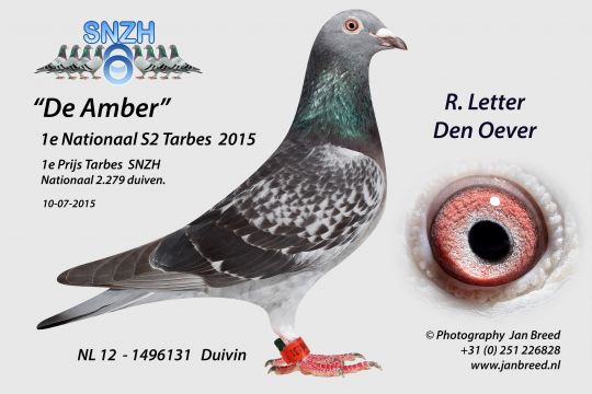 De snelste duif van Nederland komt van Wieringen - Afbeelding 2