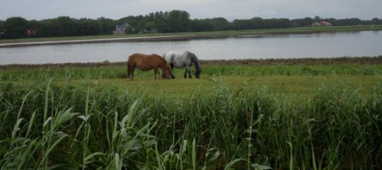 Pony's voelen zich op hun gemak