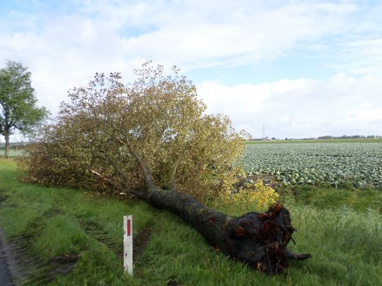 Loeder van een boom over het hoofd gezien?