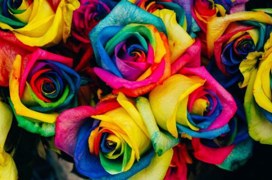 Productie sap afgunst Regenboog rozen om je huis op te fleuren