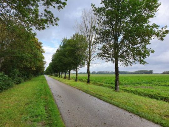 Iepziekte in Hollands Kroon