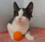 Asieldier van deze week dierentehuis ’t Schuthok 