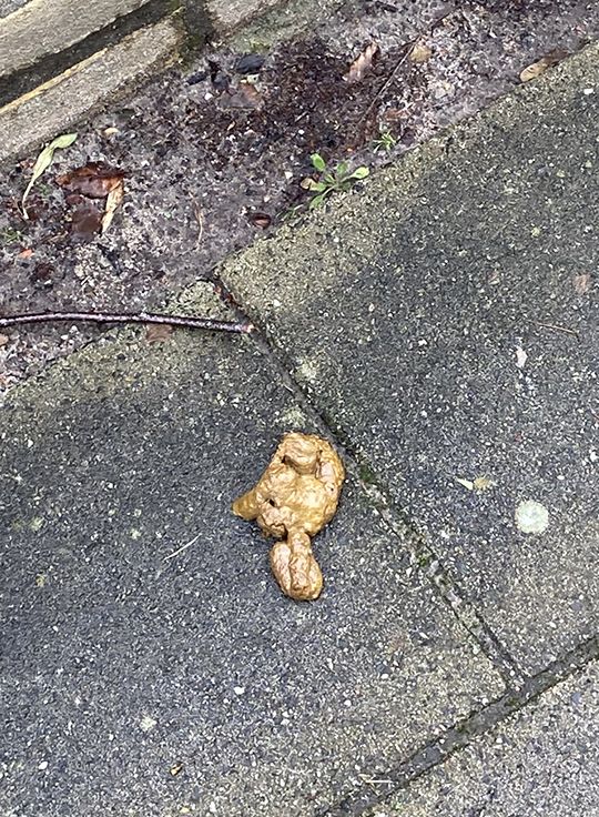 Poep op de stoep, een verzoek - Afbeelding 3