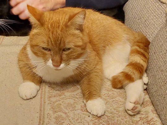 Kater vermist... omgeving Elft te Hippo